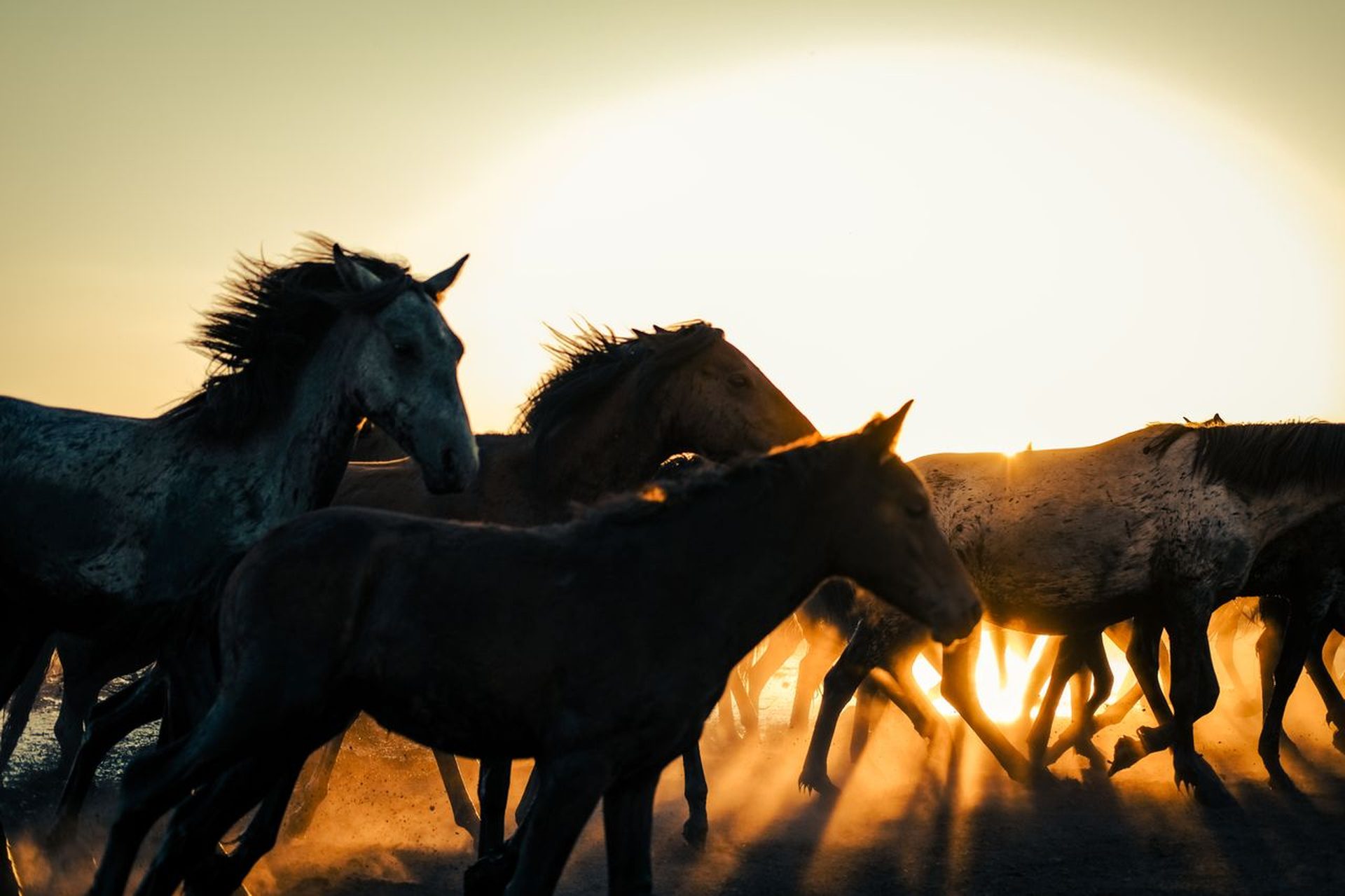 A herd of horses moving together at sunrise